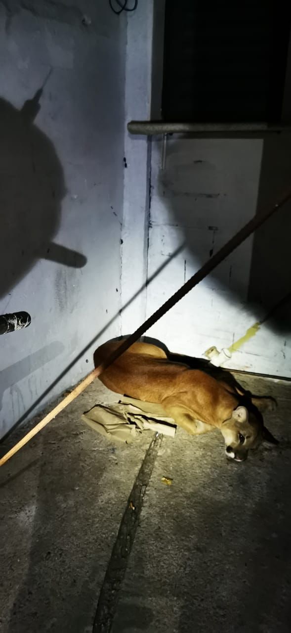Foto: Reprodução/Corpo de Bombeiros de Vinhedo