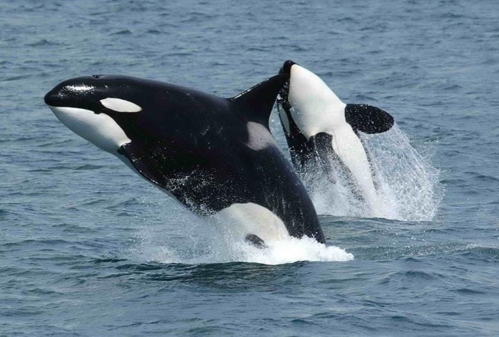 Recentemente, pesquisadores fizeram um registro que ajuda a compreender hábitos alimentares de orcas que passam pela Corrente de Humboldt, no Chile. Essa corrente nasce na Antártica e segue adiante atravessando o mar na América do Sul. 
 Reprodução: Flipar