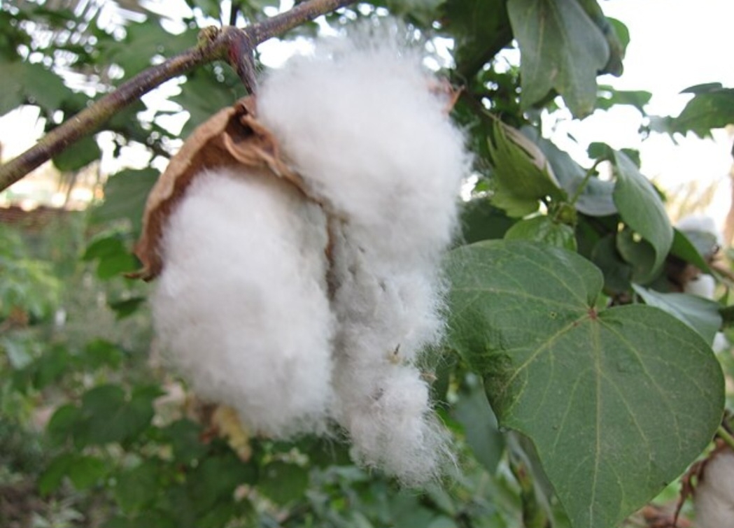 A expectativa é de 1.874 kg de algodão por hectare, um aumento de 7% em relação à média dos últimos cinco anos. Reprodução: Flipar