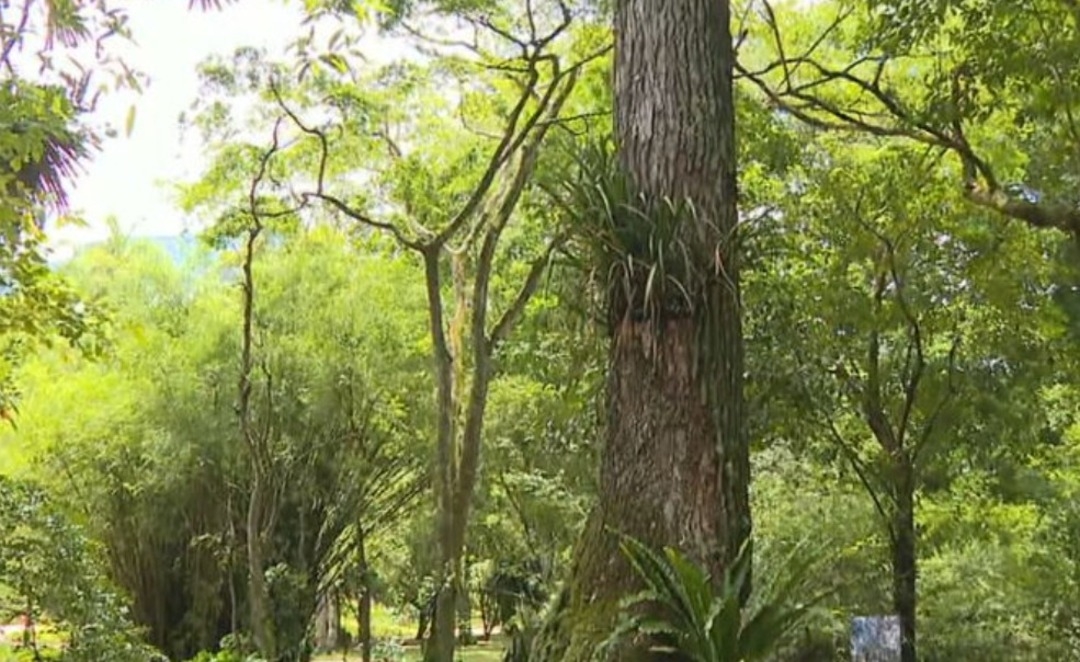 A visita especial pela trilha vai até 29 de fevereiro.  Mas, depois, a qualquer momento, os visitantes do Jardim Botânico podem apreciar as árvores dessa espécie - e todas as  outras - já que o parque é aberto ao público.  Reprodução: Flipar