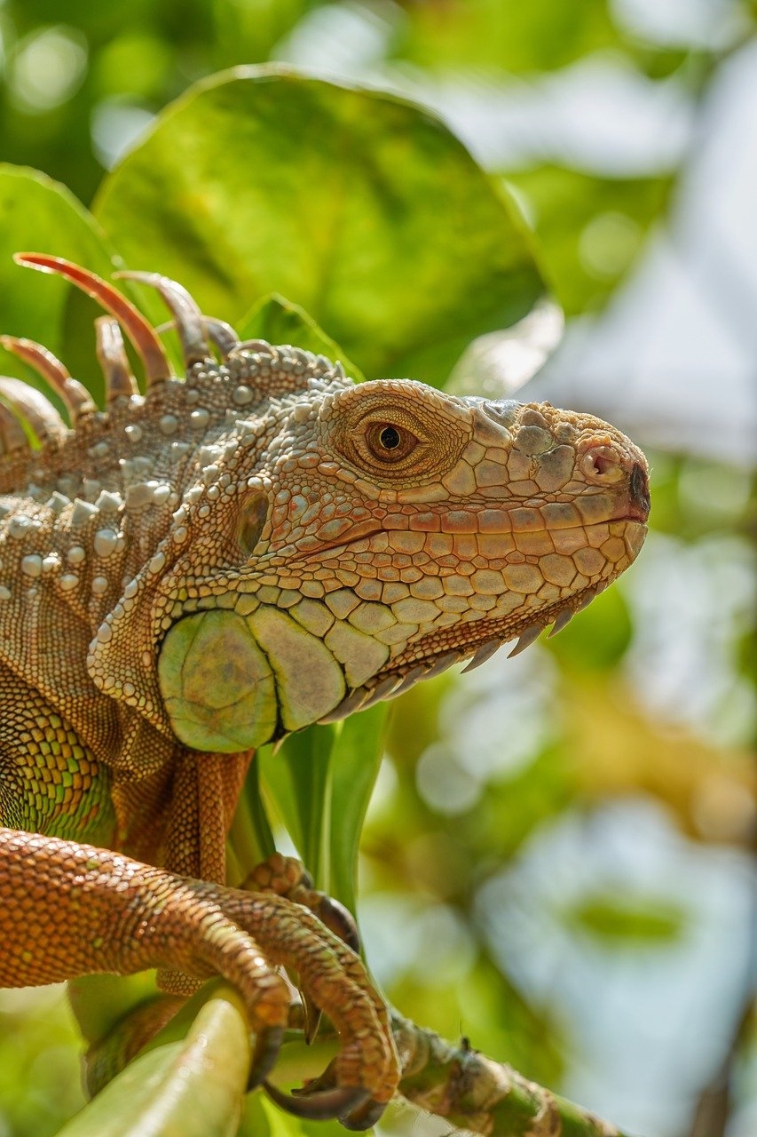 Assim como acontece com outros répteis, as iguanas passam por um processo de troca de pele periodicamente. Partes velhas  descamam e são substituídas por uma nova camada. Reprodução: Flipar