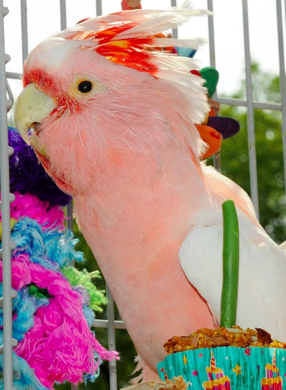 Cookie (cacatua): Uma cacatua da raça Major Mitchell (Cacatua leadbeateri), é conhecida como o pássaro mais antigo que já existiu! Ele viveu por 82 anos e 89 dias antes de falecer em 27 de agosto de 2016.  Reprodução: Flipar