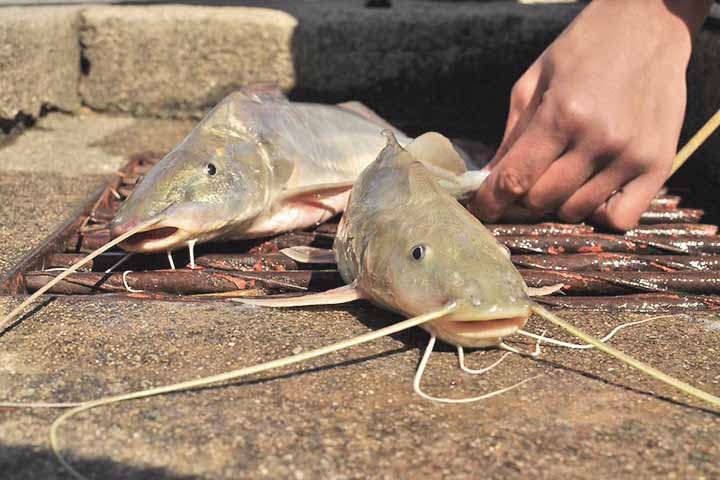 Registros no início de 2026 em municípios como Caraguatatuba e Ubatuba chamaram a atenção das autoridades e da população, não apenas pela frequência do fenômeno, mas também pelos riscos associados a esse tipo de peixe.
 Reprodução: Flipar