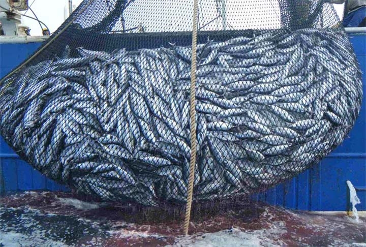 A sardinha é considerada um alimento funcional, rico em cálcio, pois ajuda na prevenção de doenças e fortalece os ossos. Ela é fonte de outros nutrientes importantes, como ômega-3, vitaminas B12 e D, e sais minerais como fósforo e selênio. Reprodução: Flipar