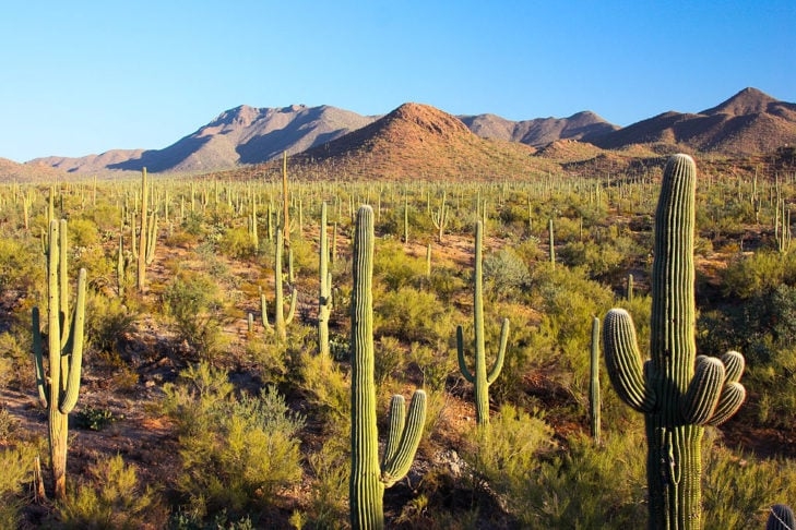 Tucson abriga uma variedade de atrações, incluindo o Parque Nacional Saguaro (foto), as Montanhas Santa Catalina e o Museu do Deserto de Tucson. Reprodução: Flipar