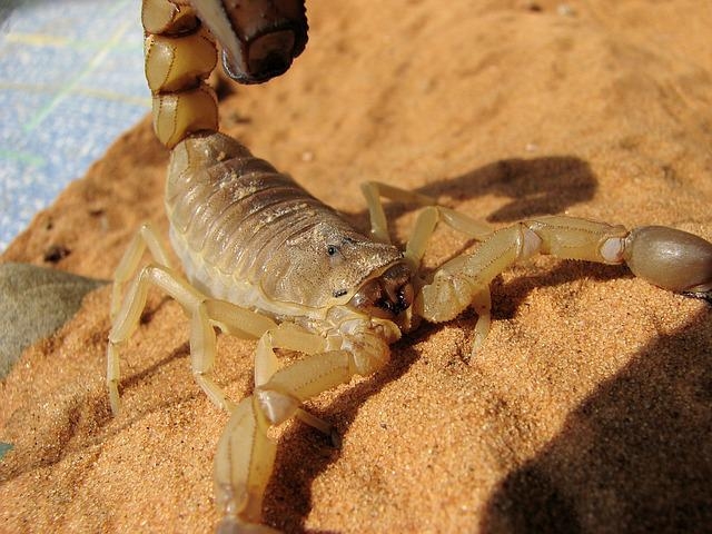 Algumas aranhas, cobras e escorpiões estão entre os animais mais peçonhentos do mundo e também ocupam esse espaço quando falamos de espécies que estão no Brasil. Descubra quais são as espécies mais perigosas, cujo veneno age rapidamente, dando poucas chances às vítimas: Reprodução: Flipar