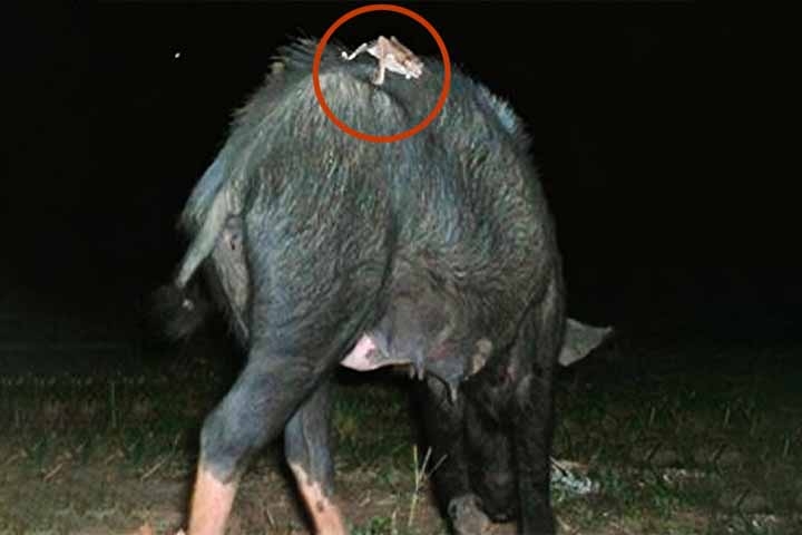 A espécie se alimenta de sangue, geralmente de mamíferos e aves, localizando as presas pelo calor corporal e olfato. Ao morder a pele, usa dentes afiados para uma incisão. As secreções de sua saliva evitam que o sangue coagule, permitindo que ele se alimente de forma contínua durante vários minutos. Veja a seguir outros animais que possuem dentes semelhantes aos dos vampiros. Reprodução: Flipar