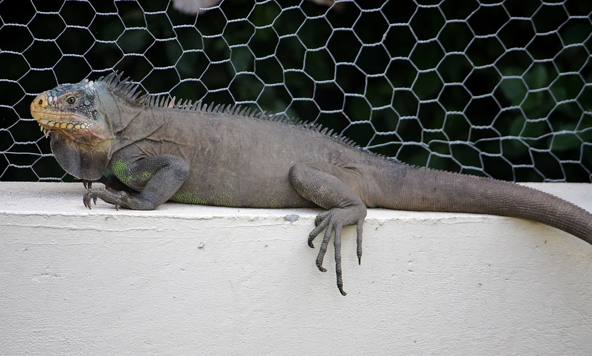 A expectativa de vida das iguanas varia entre 10 e 20 anos em média, dependendo da espécie e das condições de vida. Em cativeiro, com cuidados adequados, dieta balanceada e  acompanhamento veterinário, podem viver até 20 anos ou mais. Reprodução: Flipar