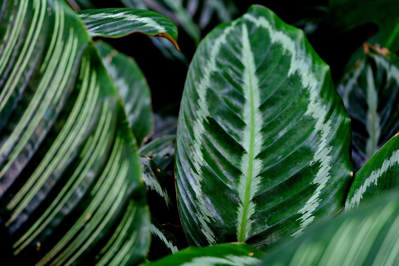 A Calathea (Calathea ornata) encanta com suas folhas que exibem listras rosa e verdes, criando um contraste fascinante. Nativa da América do Sul, ela é amplamente cultivada como planta ornamental, especialmente em ambientes internos, devido à sua resistência e beleza única. Reprodução: Flipar