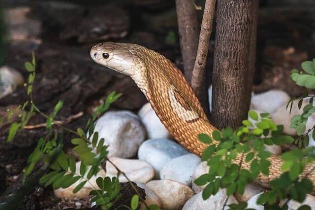 Ensaio fotográfico da cobra naja que picou estudante de 22 anos. Foto: Ivan Mattos/Zoo de Brasília