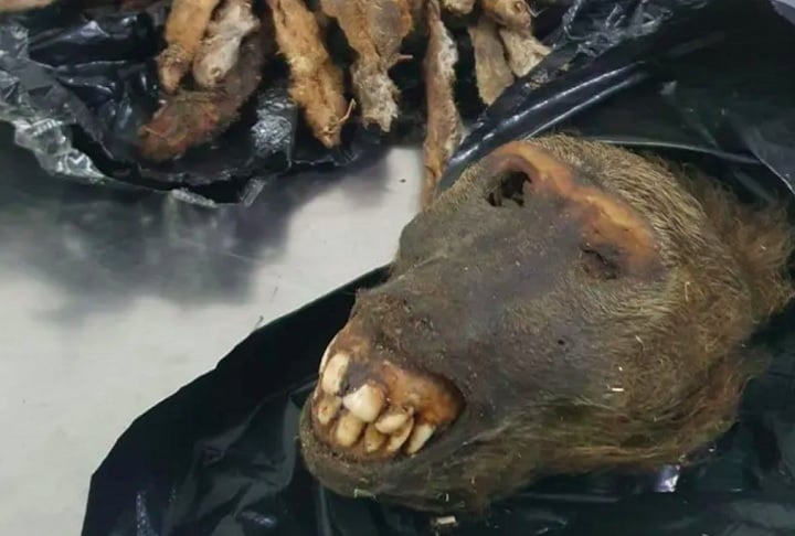 Cabeça de babuíno: Mais uma cabeça de animal apreendida. Será que foi levada pela mesma pessoa? Reprodução: Flipar