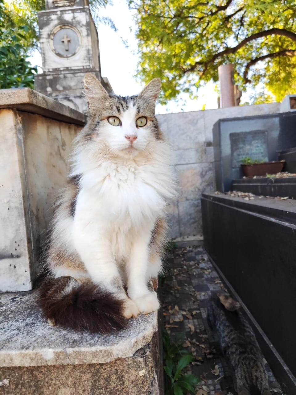 São mais de mil gatos vivendo no Cemitério da Saudade, muitos estão disponíveis para adoção. Foto: Reprodução/Aline Sebânica - 28/06/2023