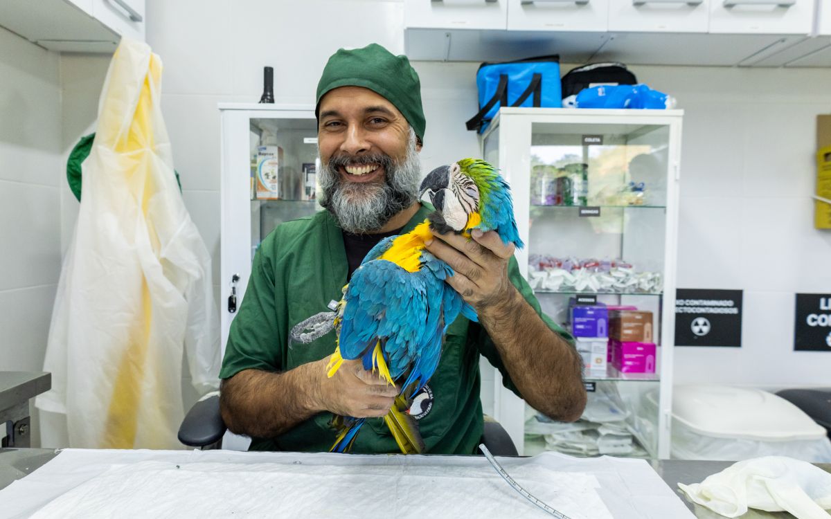 Araras-canindés voltam à Floresta da Tijuca após dois séculos de extinção. Foto: Divulgação/Flavia Zagury