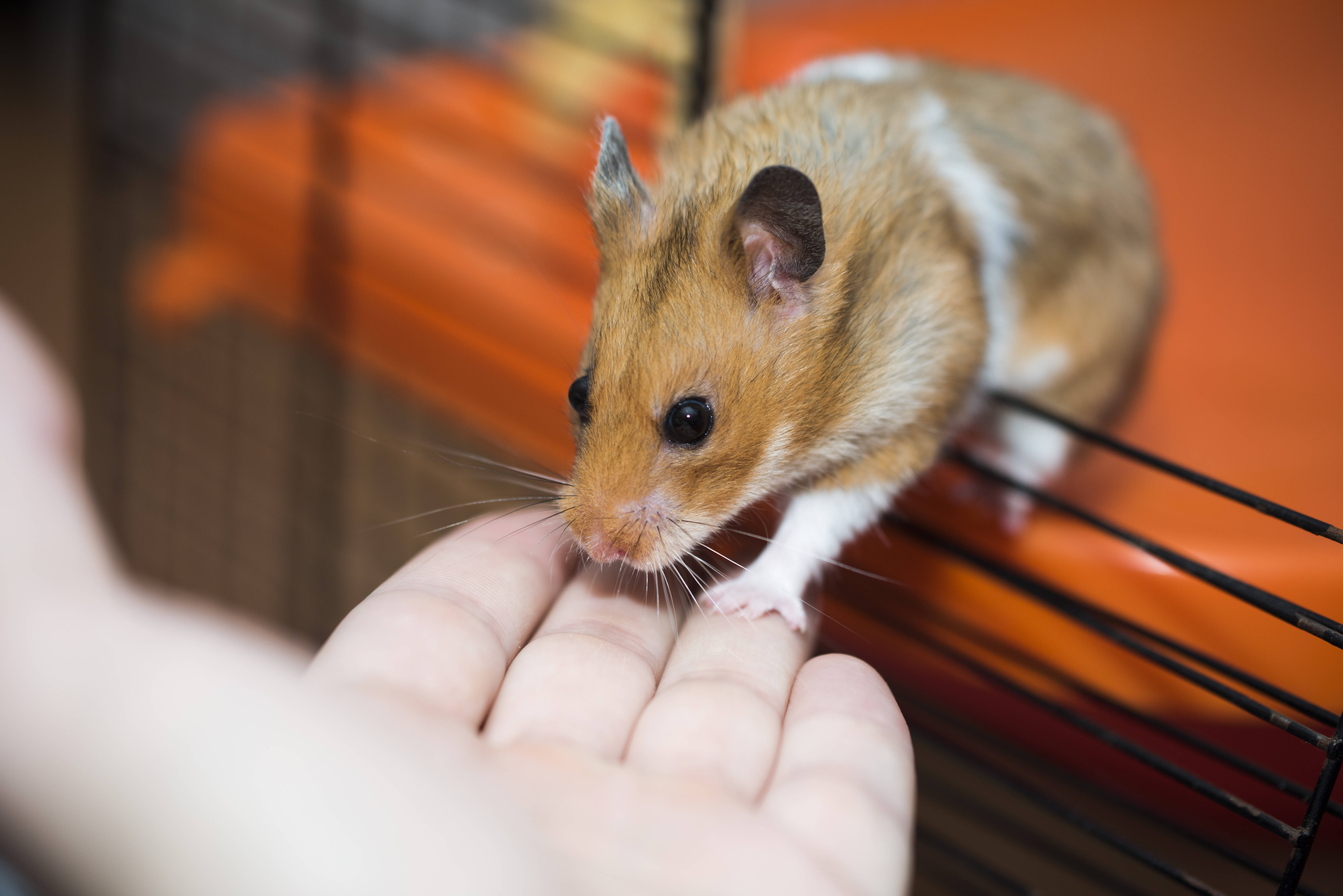 A maioria dos donos não imagina que um roedor pode morder. Por mais que uma mordida de hamster não seja exatamente dolorosa, não é comportamento desejado e nem deve ser. Foto: reprodução shutterstock