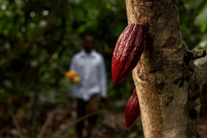 Os primeiros frutos do cacau foram encontrados em sítios arqueológicos no Equador, na região amazônica, há mais de 5 mil anos. Apesar disso, hoje em dia cerca de 2/3 da produção está na Costa do Marfim, na África. Reprodução: Flipar