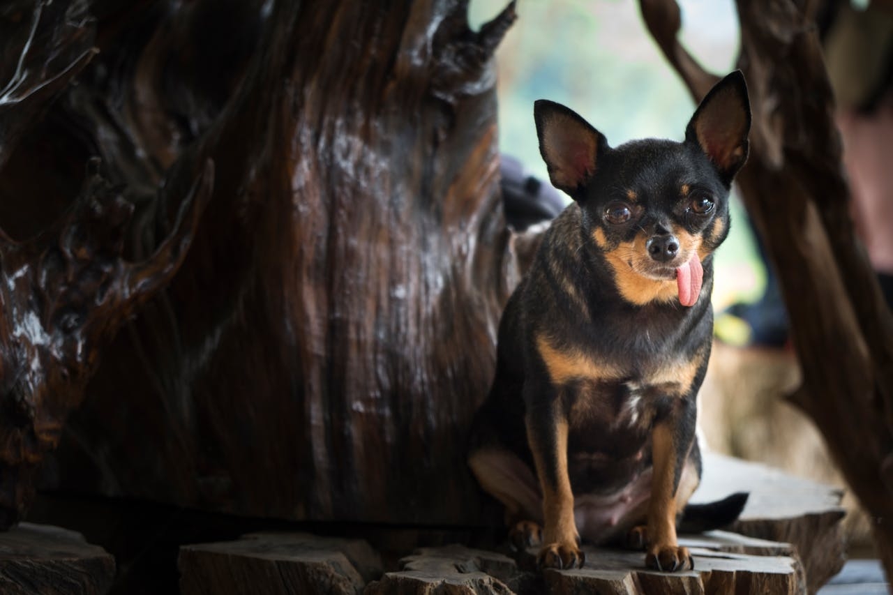 A personalidade do Chihuahua é uma das suas principais características. Embora seja um cão pequeno, ele possui uma grande personalidade e uma atitude destemida.  Reprodução: Flipar