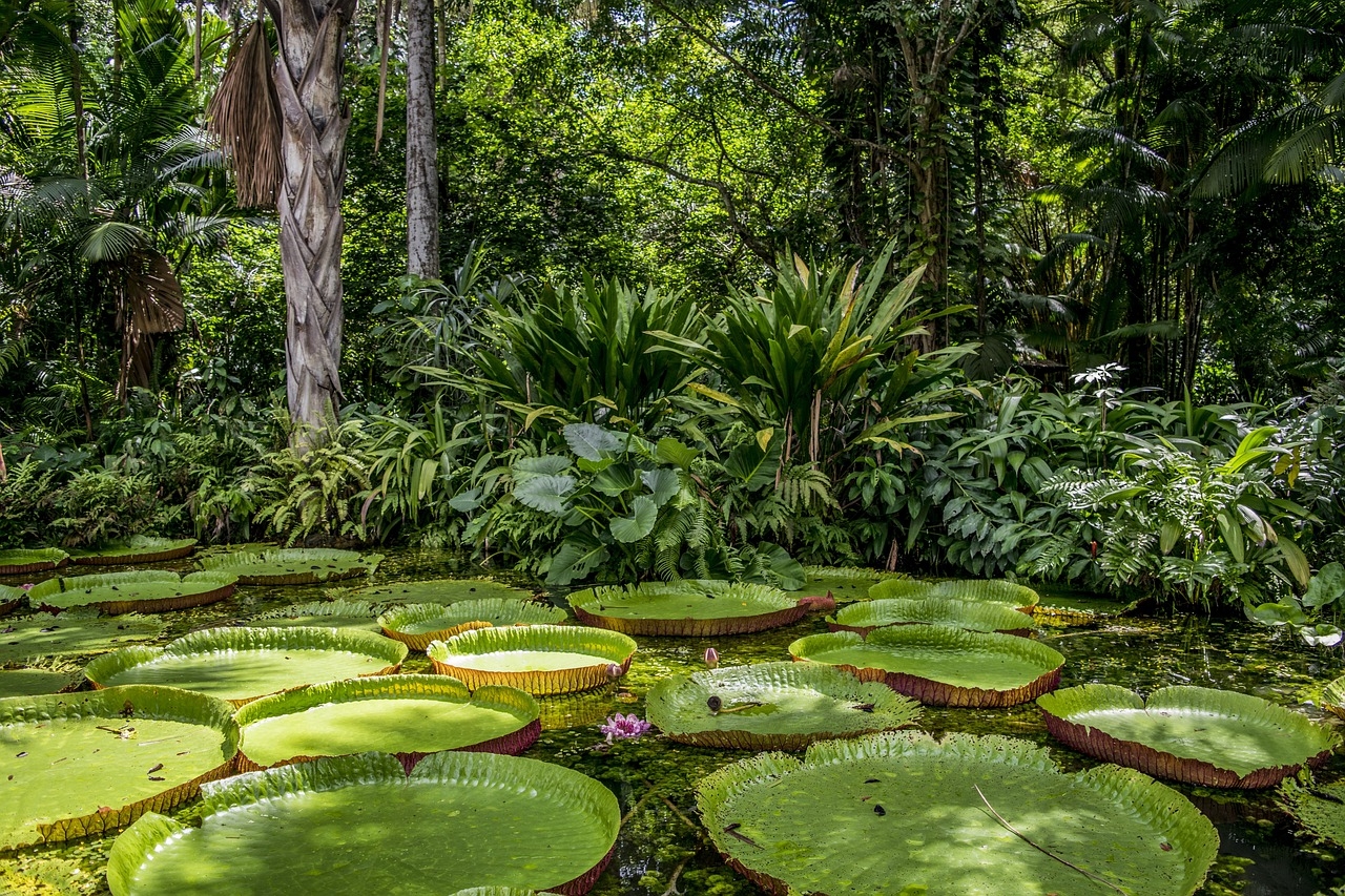 As vitórias-régias são belas plantas aquáticas que se destacam no cenário amazônico.  Reprodução: Flipar