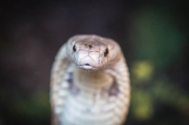 Ensaio fotográfico da cobra naja que picou estudante de 22 anos. Foto: Ivan Mattos/Zoo de Brasília