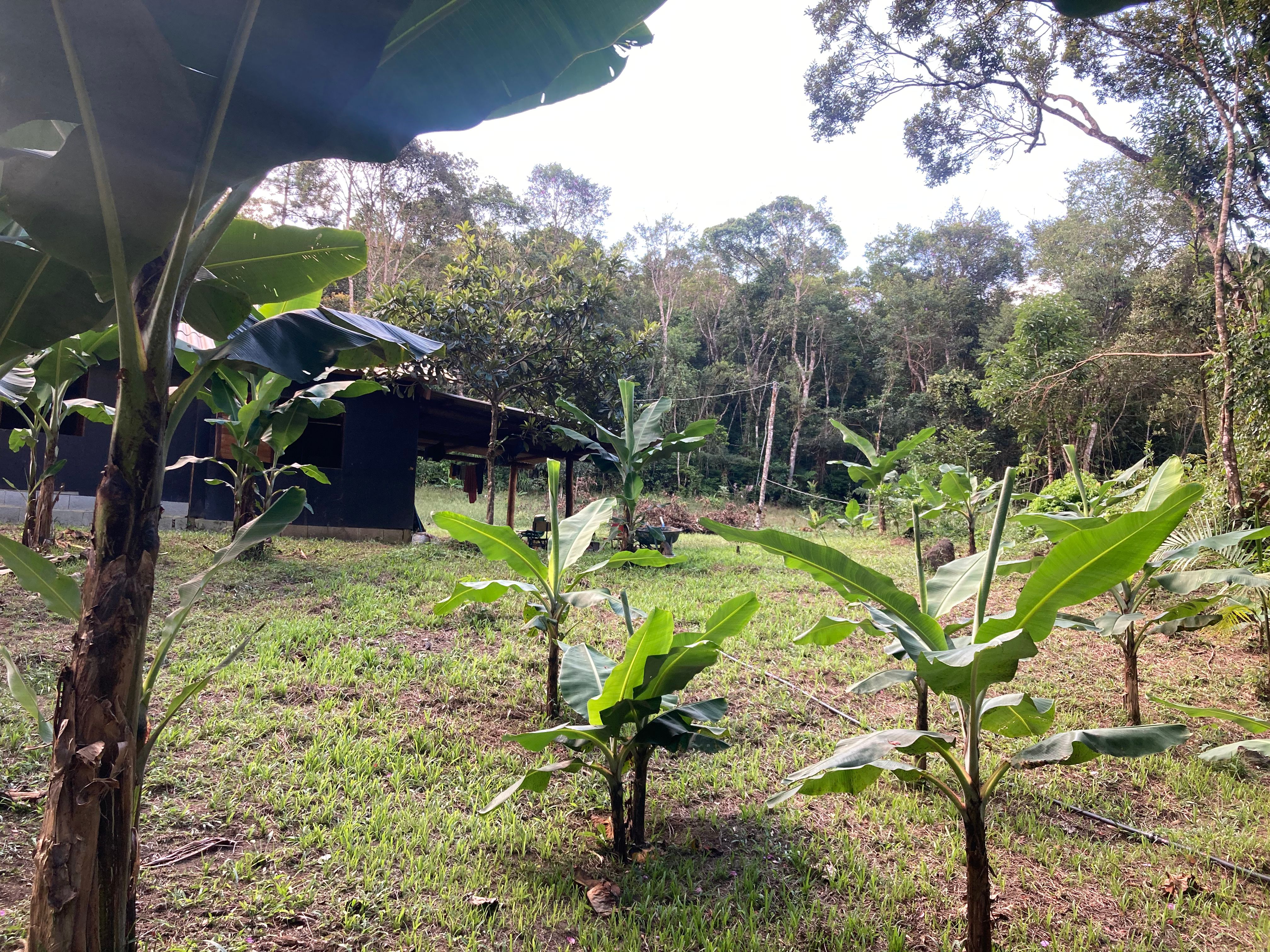 Uma das plantações dentro do território Tenondé-Porã Ana Carolina Montoro / Portal iG / 02/03/2024