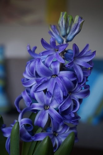 Jacinto azul ( Hyacinthus) é uma flor bulbosa que pertence ao gênero , conhecida por suas fragrantes flores em forma de sino agrupadas em hastes verticais. Originária do Mediterrâneo e da Ásia Ocidental, é amplamente cultivada como planta ornamental. Além de sua beleza, simboliza constância e sinceridade em diferentes culturas.
 Reprodução: Flipar