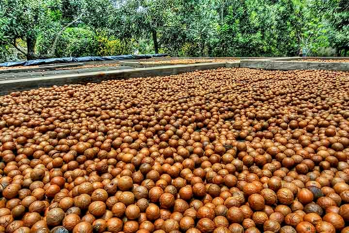 Uma das nozes mais usadas no mundo, a macadâmia é uma oleaginosa rica em nutrientes que contribuem para a saúde de diversas maneiras. Ela possui um perfil nutricional impressionante, com alto teor de fibras, proteínas e vitaminas. Reprodução: Flipar