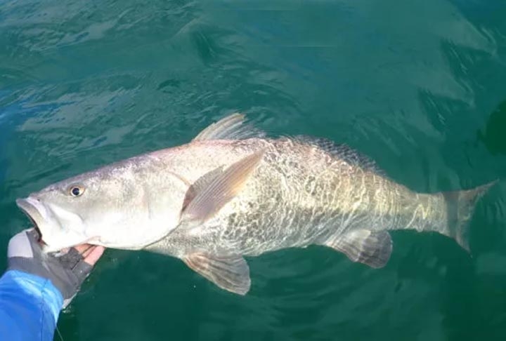 Também chamado de totuava, o totoaba é alvo constante dos pescadores por causa de sua bexiga natatória, que tem uma alta demanda na culinária e medicina chinesas, sendo vendida a preços muito altos. Reprodução: Flipar