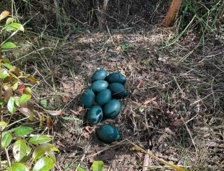 Pesquisadores australianos acharsm um ninho com nove ovos azul-turquesa de emu costeiro em uma floresta estadual no estado de Nona Gales do Sul, no sudoeste do país. A espécie é considerada ameaçada de extinção, o que torna a descoberta um ótimo sinal para os biólogos que tentam preservar esses animais.
 Reprodução: Flipar