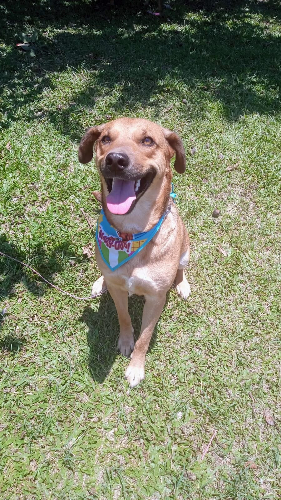 Evento de Adoção de Cães e Gatos acontece no último domingo de fevereiro Divulgação