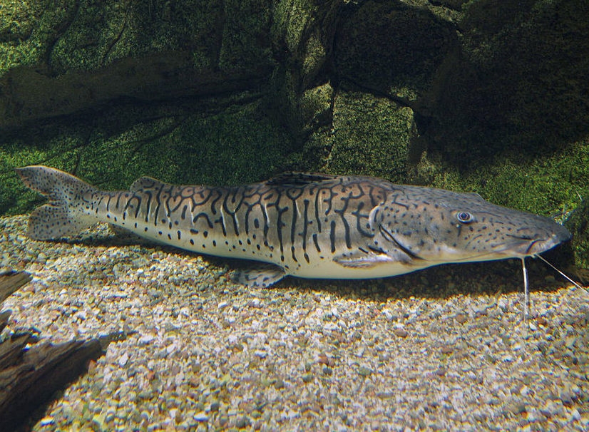 #6) Cachara: esse peixe tem uma cabeça achatada e o corpo alongado. É considerado um peixe de grande porte que pode atingir 1,2 m de comprimento e pesar até 20 kg. É encontrado nos estados do Acre, Amazonas, Maranhão, Pará, Piauí, Rio Grande do Sul e São Paulo. Reprodução: Flipar