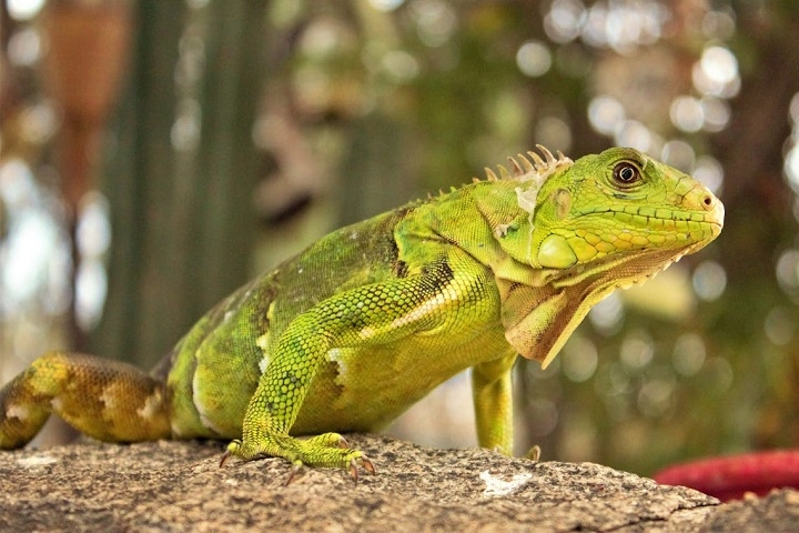 Um grande mistério envolvendo as iguanas parece finalmente ter sido resolvido pela ciência. Reprodução: Flipar
