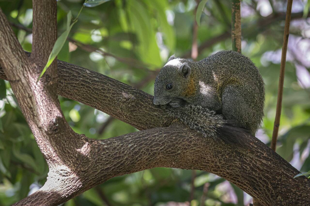 O esquilo-cinzento, que é uma espécie exótica, mas se adaptou à Amazônia . Foto: Pixabay