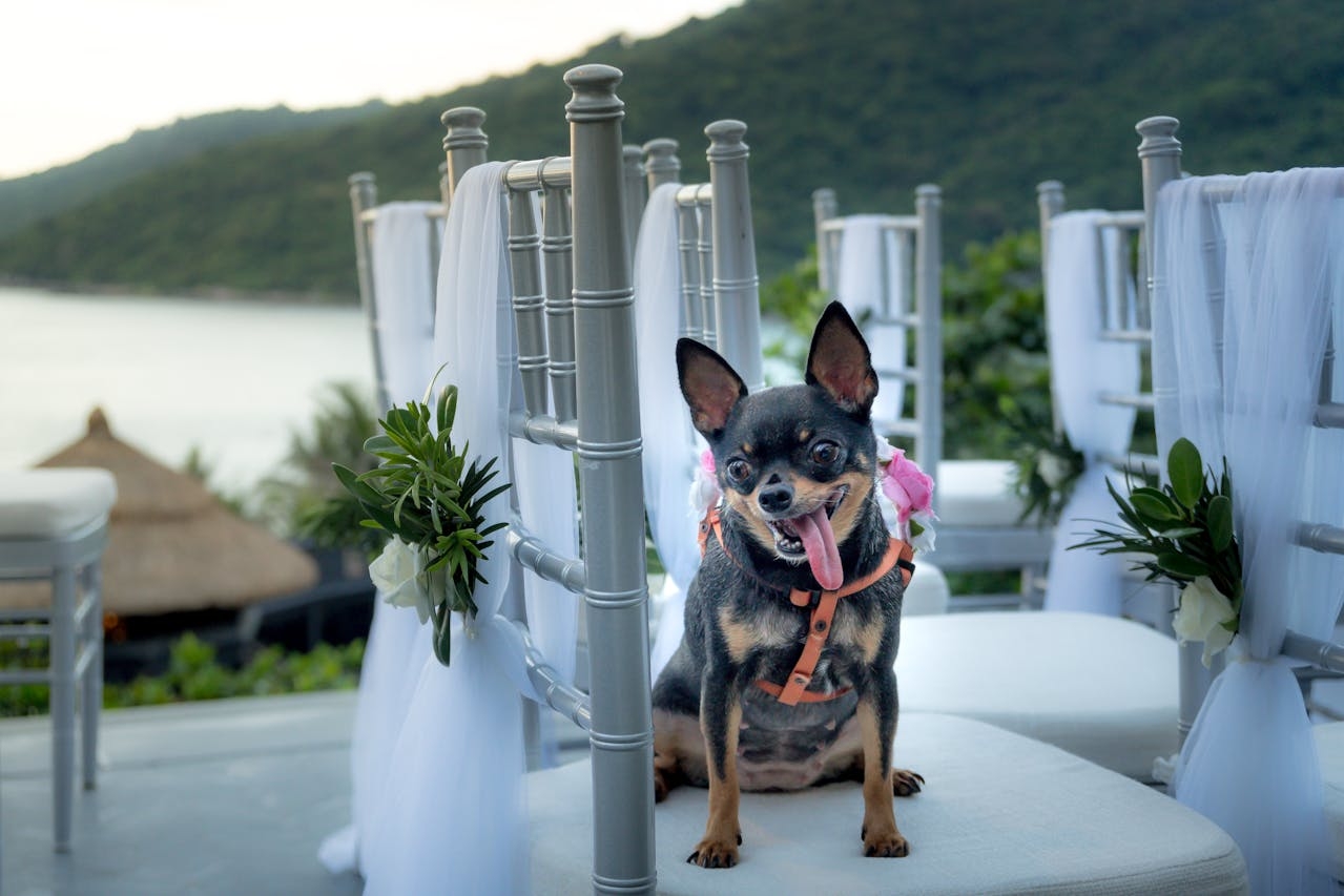 Devido ao seu tamanho reduzido, o Chihuahua é um excelente cão de companhia, adequado para apartamentos e espaços pequenos. Ele se adapta bem à vida em ambientes urbanos, mas precisa de passeios regulares e atividades para gastar sua energia e evitar comportamentos indesejados. Reprodução: Flipar