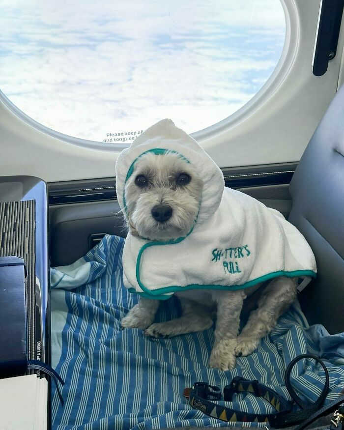 'Os aviões e voos da BARK Air são projetados para priorizar os cães e depois seus companheiros humanos' Reprodução/Instagram