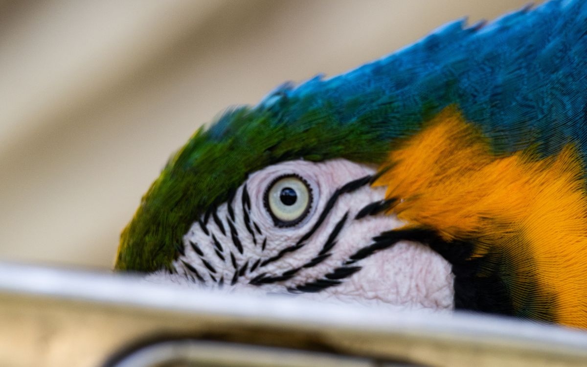 Araras-canindés voltam à Floresta da Tijuca após dois séculos de extinção. Foto: Divulgação/Flavia Zagury
