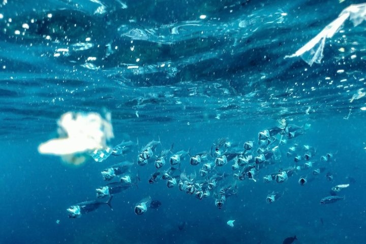 Ainda assim, especialistas avisam que a presença desse material pode prejudicar os animais marinhos e também trazer riscos para a saúde das pessoas. Reprodução: Flipar