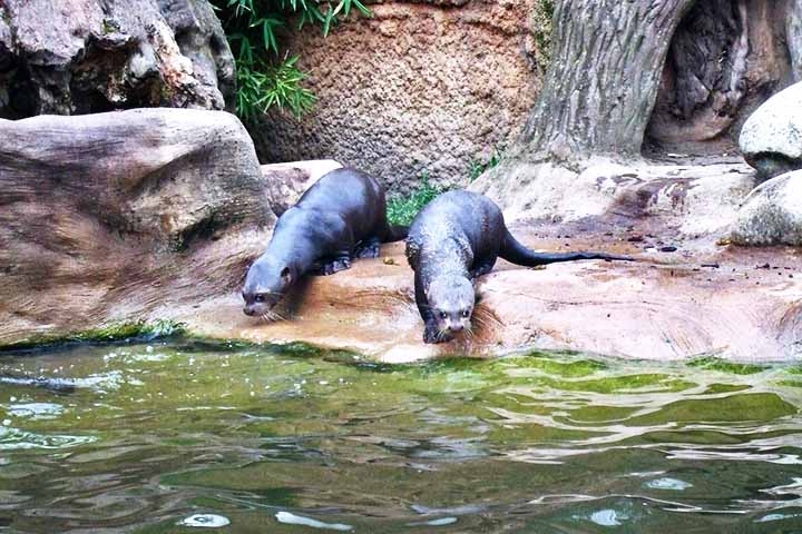 O processo de reintrodução exigiu planejamento cuidadoso, incluindo a seleção de casais para reprodução e adaptações comportamentais antes da libertação. Reprodução: Flipar