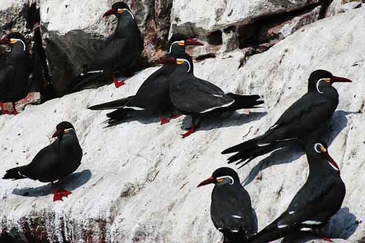 Andorinha-do-mar-inca (Thalasseus elegans): Essa ave faz seus ninhos em penhascos e locais altos, geralmente em colônias grandes, e utiliza algas e até pequenos ossos para construir ninhos em áreas difíceis de alcançar Reprodução: Flipar