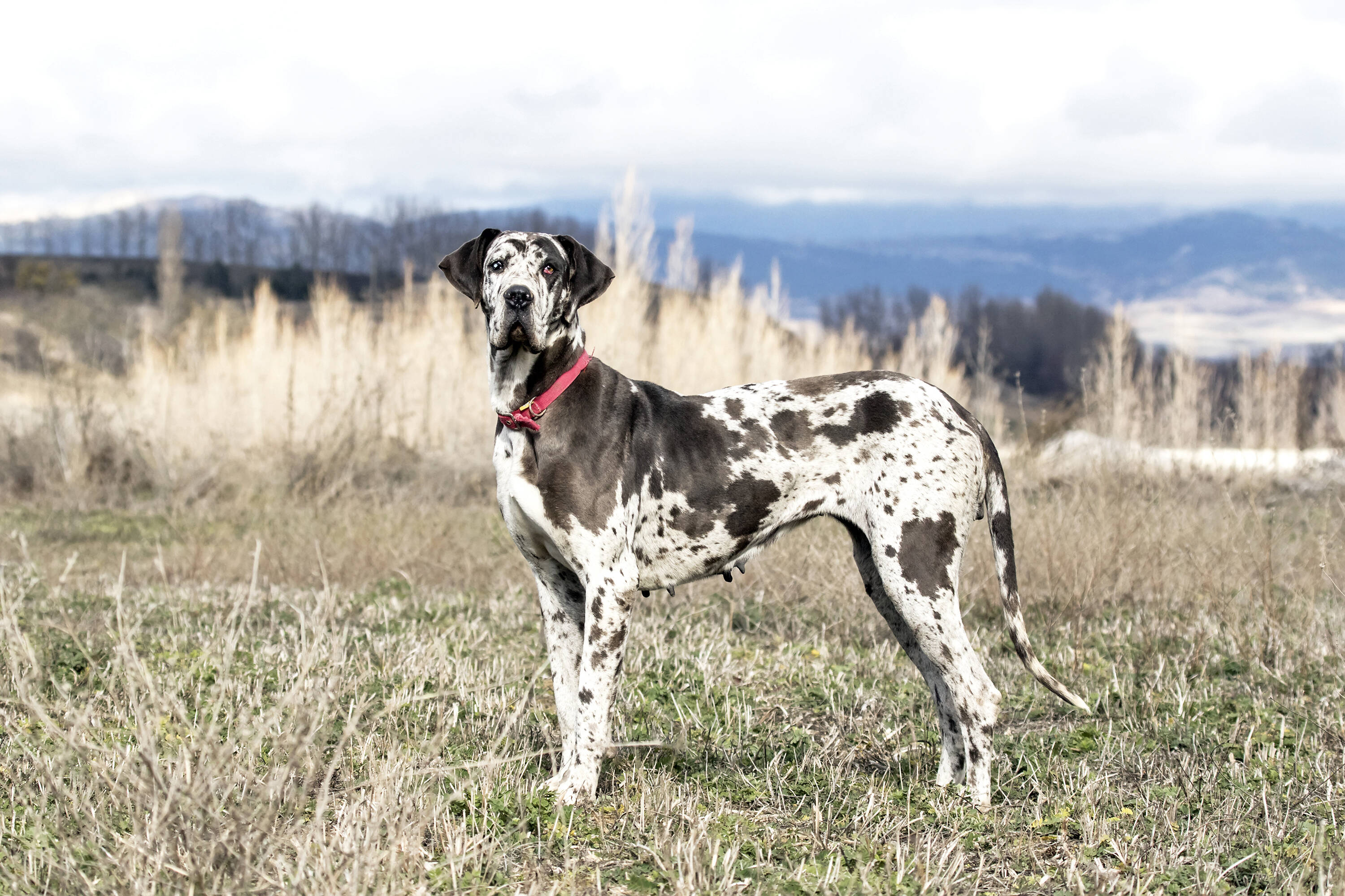 Torção gástrica é comum em cachorro grande, como o Dogue Alemão. Foto: shutterstock 