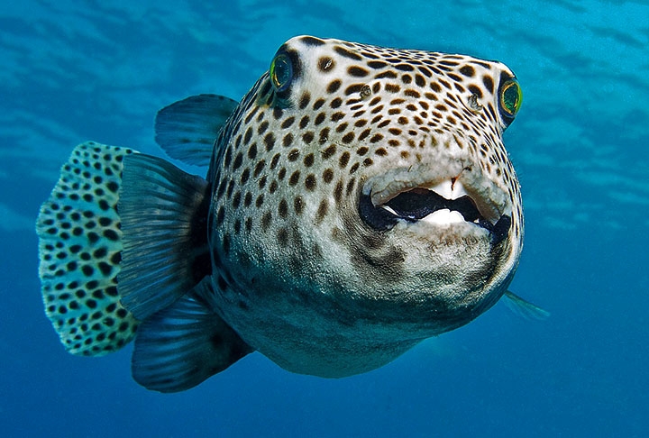 Horas depois, porém, o gracioso animal foi encontrado morto. Segundo postagem do Instituto Mar Urbano, a causa provável da morte de Zé foi a ingestão de um peixe baiacu.
 Reprodução: Flipar