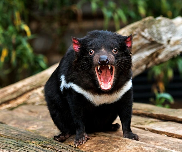 Diabo-da-tasmânia – Esse marsupial é territorialista e só interage com outros da espécie para brigar por comida ou se reproduzir. Ele é conhecido por seu temperamento agressivo e vocalizações assustadoras. Vive solitariamente em florestas da Tasmânia, caçando pequenos animais e se alimentando de carcaças.
 Reprodução: Flipar