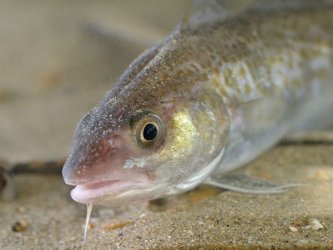 Segundo o Conselho Federal de Medicina Veterinária brasileiro, são três as principais espécies de bacalhau no Brasil: do Porto ou Cod (foto) Reprodução: Flipar