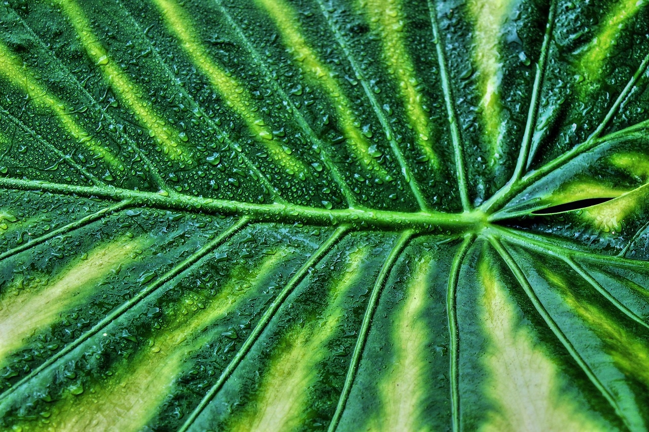 A Alocasia (Alocasia amazonica) é conhecida por suas folhas grandes, brilhantes e com veias marcantes. Originária do Sudeste Asiático, a Alocasia é ideal para interiores e regiões tropicais, trazendo um toque de sofisticação com sua folhagem dramática. Reprodução: Flipar