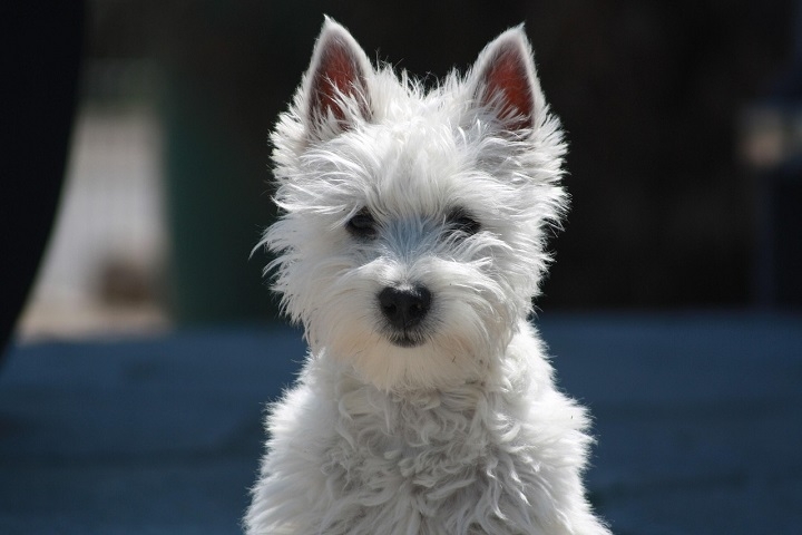 2º) West Highland White Terrier: Essa é uma raça escocesa pequena e robusta, conhecida por sua pelagem branca e densa, além das charmosas orelhinhas pontudas. Sociável e amigável, convive bem com crianças e outros animais. Reprodução: Flipar
