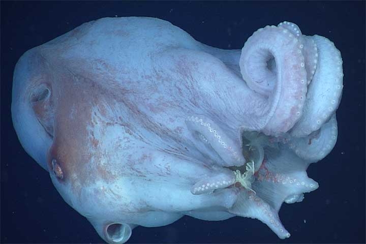 Apenas pela quarta vez em 40 anos, eles conseguiram registrar em vídeo um exemplar vivo dessa espécie. Reprodução: Flipar