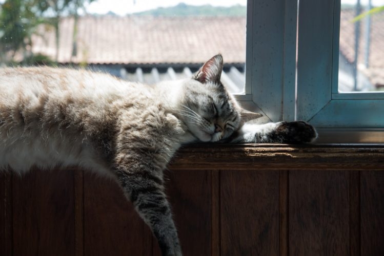 Como um gato tem a expectativa de vida de até 20 anos, isso equivale a cerca de um século da vida humana. Reprodução: Flipar