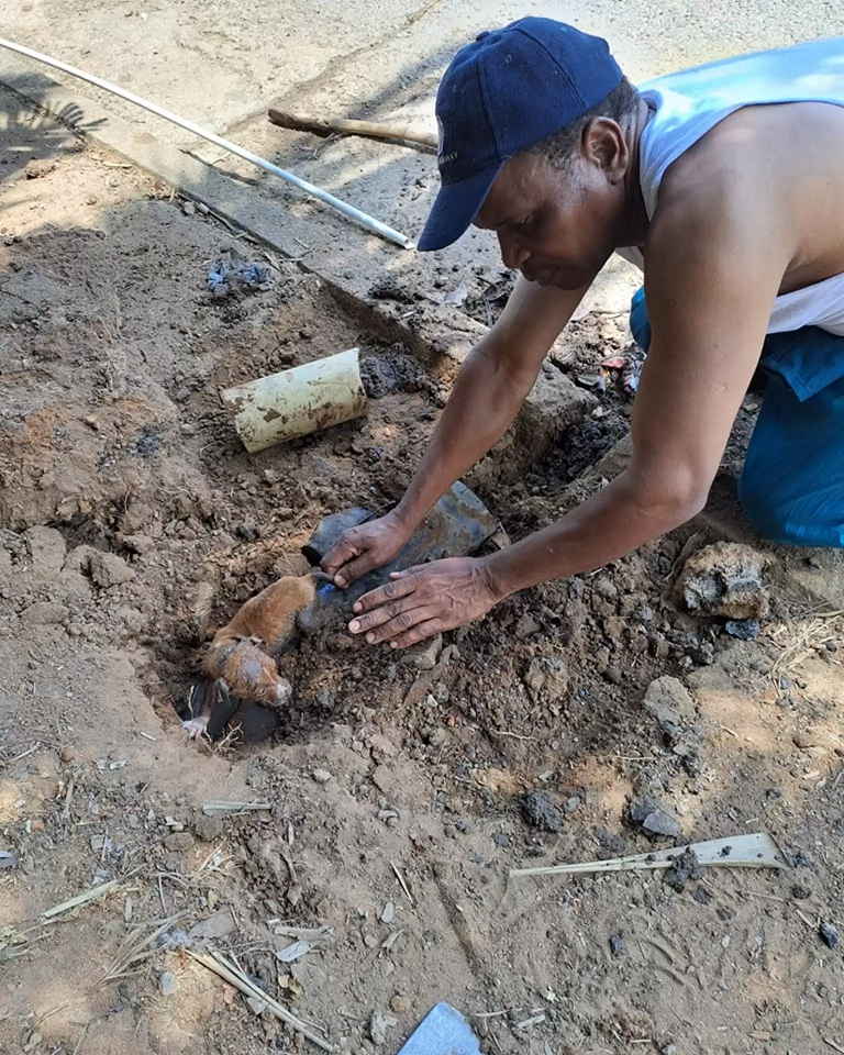 Momento em que Pip é retirada do cano de esgoto. Foto: Kloof and Highway SPCA