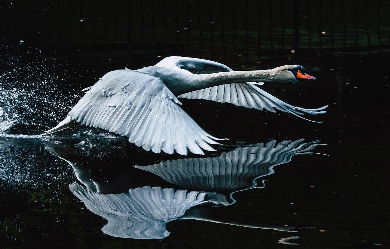 As aves adultas não possuem penas entre os olhos e o bico. Quanto ao dimorfismo sexual, elas se apresentam apenas no peso e no tamanho, com os machos sendo ligeiramente maiores. Reprodução: Flipar