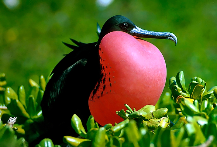 O seu nome está relacionado ao hábito de assaltar outras aves marinhas, como as fragatas de guerra. Essa ave tem asas de um metro de comprimento e dois de envergadura. E uma cauda longa e bifurcada. A fregata é rápida no voo sobre o mar e se reproduz em penhascos. 