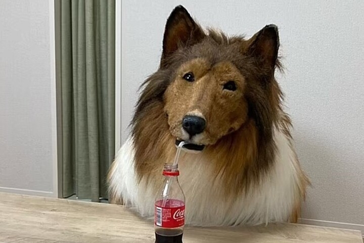 O homem por baixo da fantasia realista de cachorro é um japonês que gastou aproximadamente 2 milhões de ienes (cerca de R$ 76 mil) para realizar esse desejo de agir como cão. Ele sempre foi apaixonado por cachorros  e decidiu, em 2022, ser um deles, mas sem querer fazer intervenções no corpo.  Reprodução: Flipar