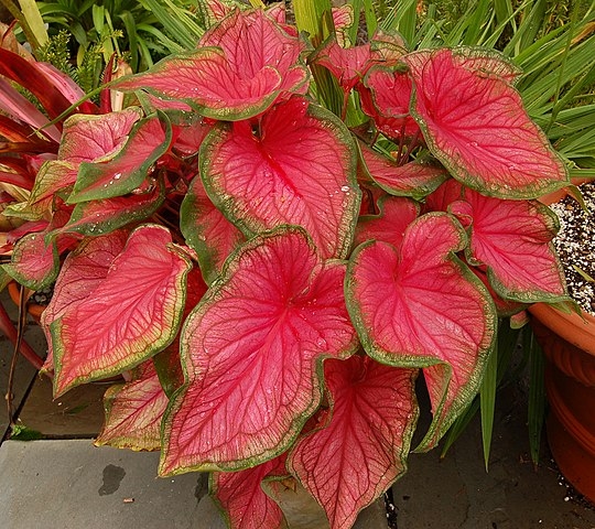 Tinhorão (Caladium spp.): Originária da América do Sul, é amplamente cultivada como planta ornamental. Contém oxalato de cálcio, que pode provocar dor intensa, inchaço e dificuldade para respirar.
 Reprodução: Flipar